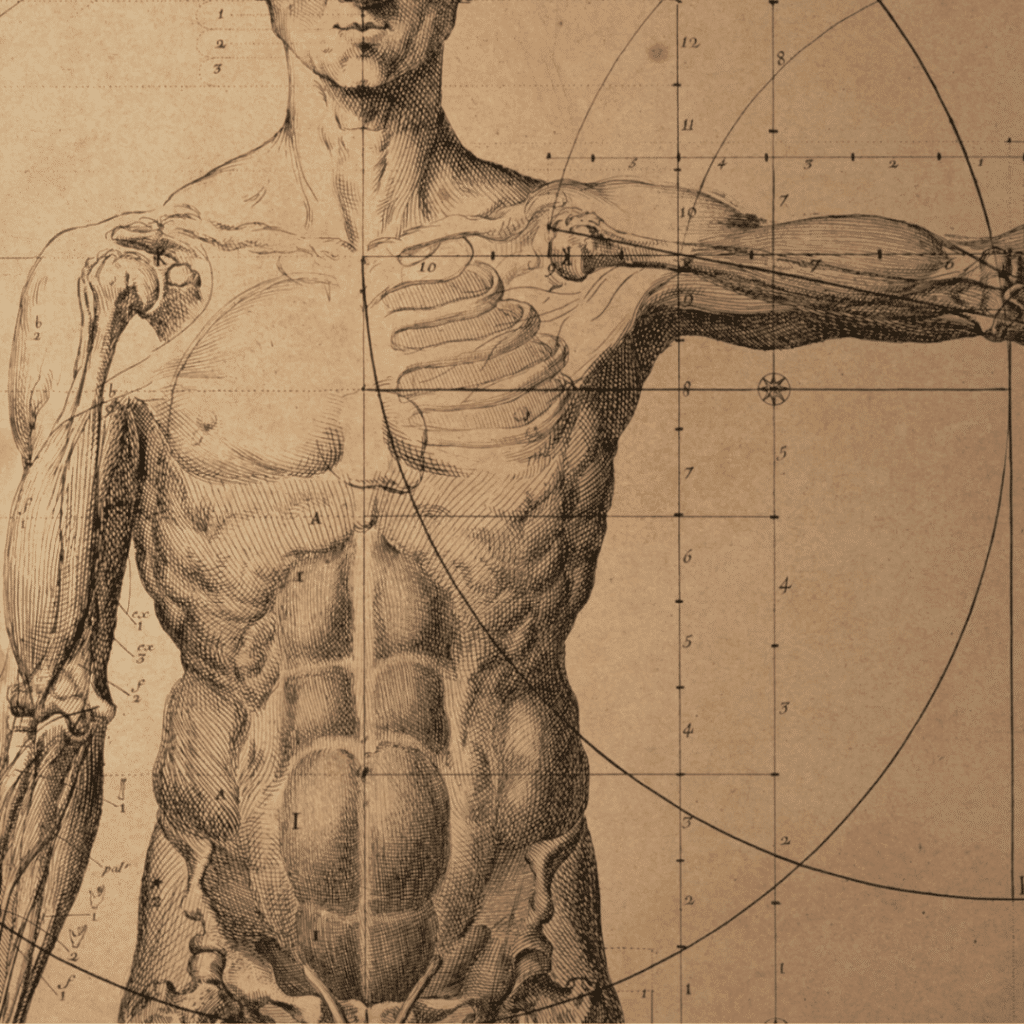 Running – Anatomy & Physiology | Foundation Chiropractic